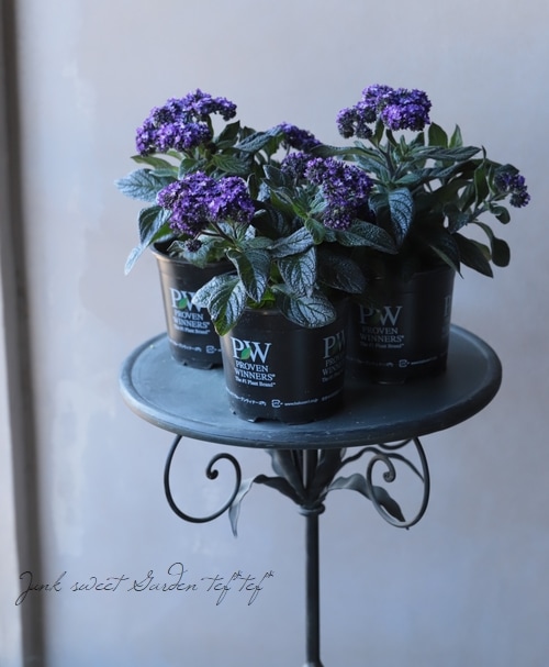 ヘリオトロープ 『ブライトブルー』 | すべての商品 | | Junk sweet