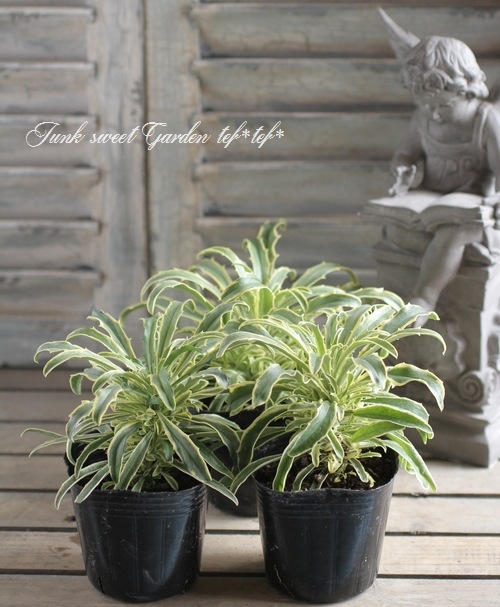 斑入りエリシマム・チェイランサス 『コッツウォールドゼム