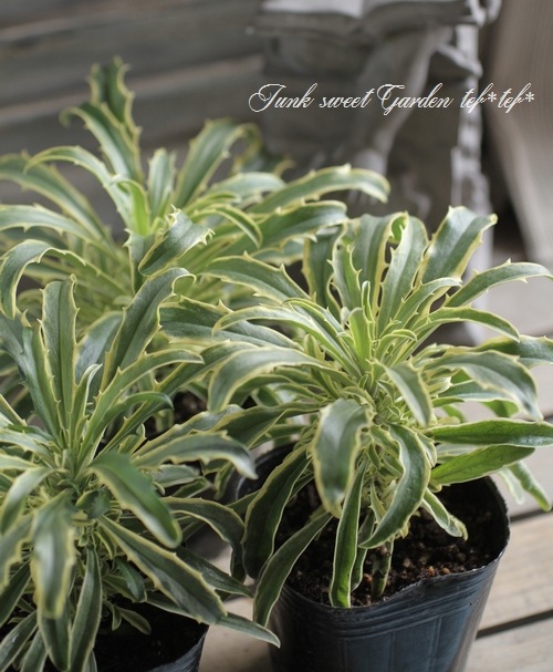 ハエマンサス 斑入り ハエマンサス 斑入り