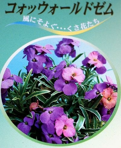 斑入りエリシマム・チェイランサス 『コッツウォールドゼム』 | すべて