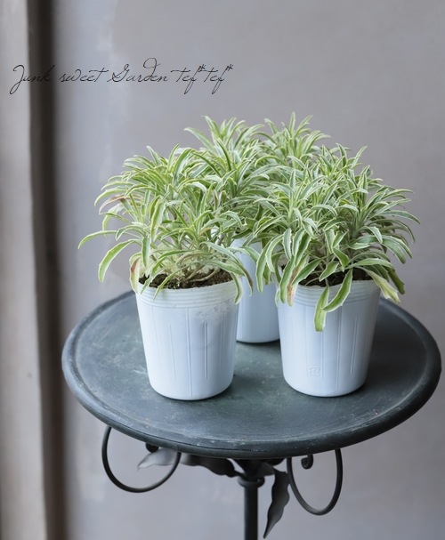 斑入りエリシマム・チェイランサス 『コッツウォールドゼム