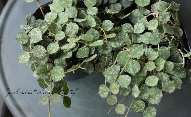 観葉植物 ホヤ カーティシー Leaf Species ディスキディア Junk Sweet Garden Tef Tef