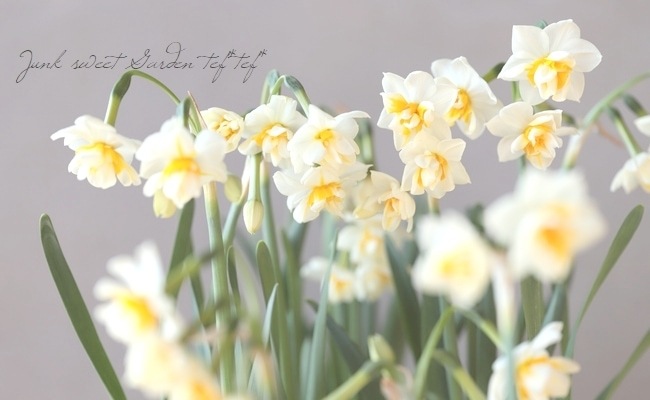 八重咲き小輪スイセン 『房咲芳香』八重房日本水仙 | 花苗 | | Junk