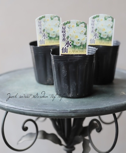 八重咲き小輪スイセン 『房咲芳香』八重房日本水仙 | 花苗 | | Junk