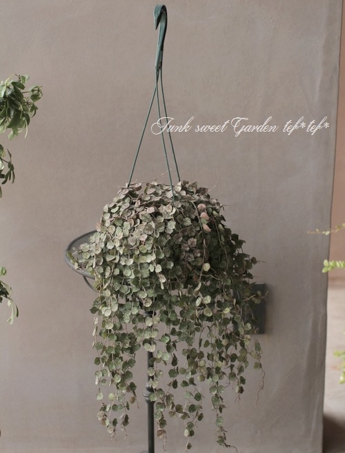 �ڴ��տ�ʪ�ۡ��ۥ䡡�إ����ƥ������١�