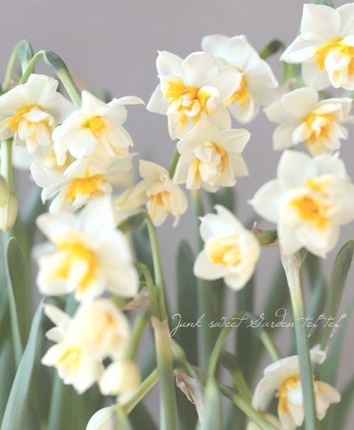八重咲き小輪スイセン 『房咲芳香』八重房日本水仙 | 花苗 | | Junk