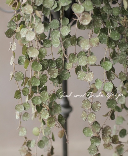 �ڴ��տ�ʪ�ۡ��ۥ䡡�إ����ƥ������١�