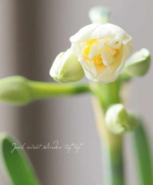 八重咲き小輪スイセン 『房咲芳香』八重房日本水仙 | 花苗 | | Junk