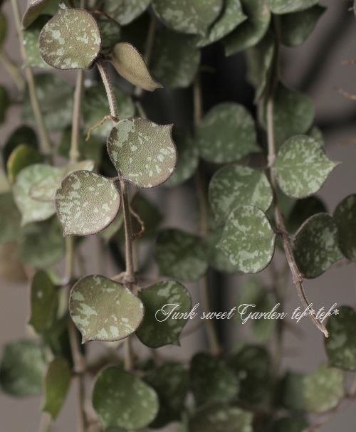 観葉植物 ホヤ カーティシー Leaf Species ディスキディア Junk Sweet Garden Tef Tef 観葉植物 ホヤ カーティシー Leaf Species ディスキディア Junk Sweet Garden Tef Tef