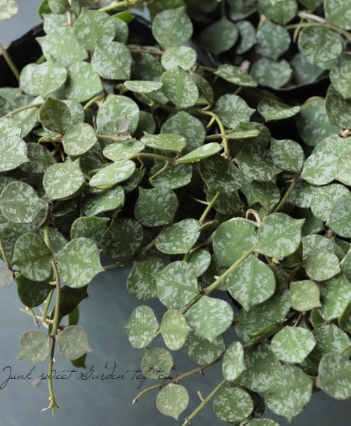 �ڴ��տ�ʪ�ۡ��ۥ䡡�إ����ƥ������١�