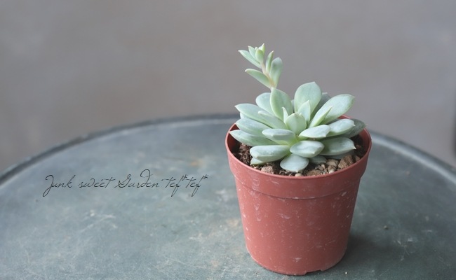 多肉植物】 『銀武源 -ぎんぶげん-』 エケベリア属☆ | すべての 多肉植物】 『銀武源 -ぎんぶげん-』 エケベリア属☆ | すべての