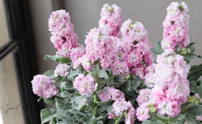 八重咲きストック 『ラブリーピンク』 | すべての商品 | | Junk sweet