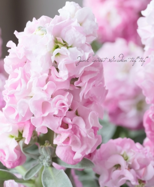 八重咲きストック ラブリーピンク すべての商品 Junk Sweet Garden Tef Tef 八重咲きストック ラブリーピンク すべての商品 Junk Sweet Garden Tef Tef