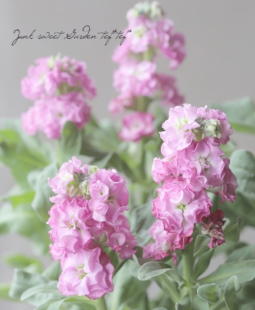 八重咲きストック 『ラブリーピンク』 | すべての商品 | | Junk sweet