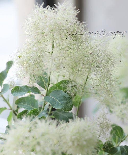 スモークツリー 『ホワイトファー』 2025【No.12】 | すべての商品