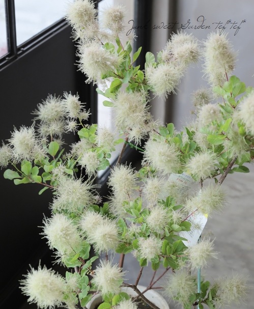 スモークツリー 『ホワイトファー』 2025【No.12】 | すべての商品