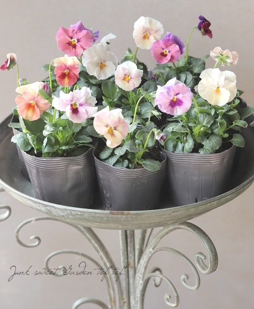 ☆育種うえたオリジナルビオラ 『試作品種』 2025 No.129【50％off