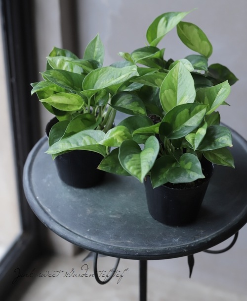 浅岡園芸オリジナル ポトス 『グローバル』 グリーン | すべての商品