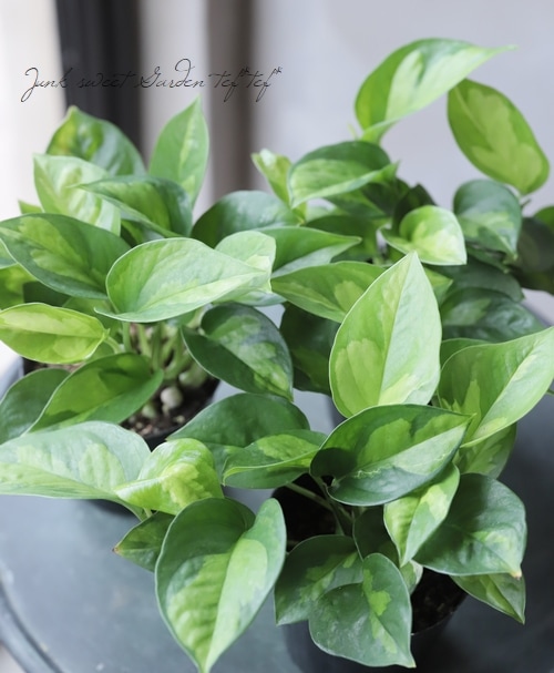 浅岡園芸オリジナル ポトス 『グローバル』 グリーン | すべての商品