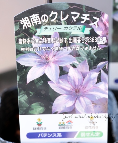 クレマチス・パテンス系 『チェリーカクテル』 | すべての商品