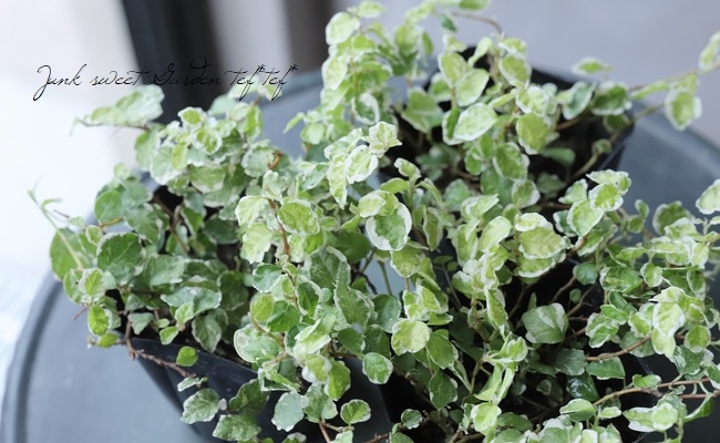 ������ץߥ� �إ��ˡ�������ɡ�