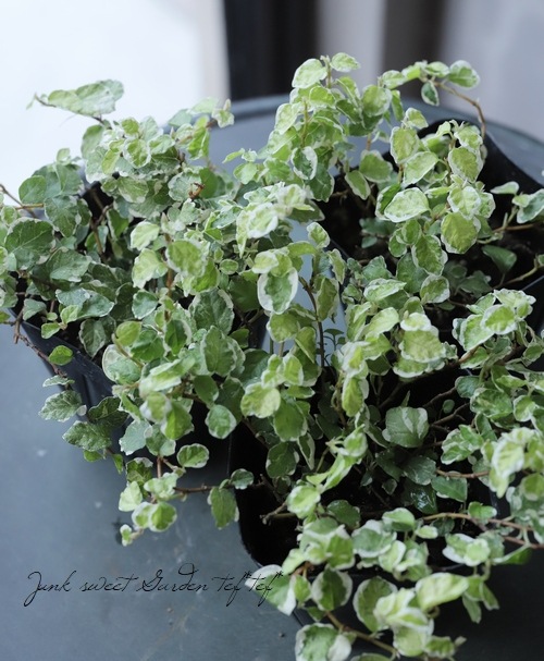 ������ץߥ� �إ��ˡ�������ɡ�