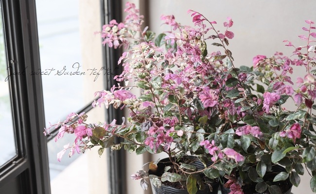 斑入りトキワマンサク 『七彩 -ヒチアヤ』 | すべての商品 | | Junk