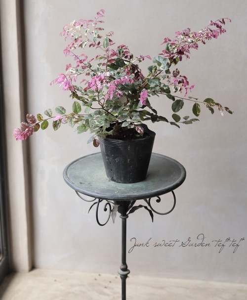 斑入りトキワマンサク 『七彩 -ヒチアヤ』 | すべての商品 | | Junk