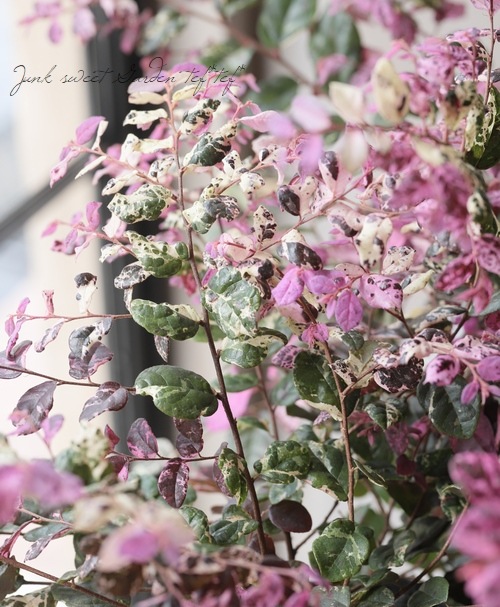 斑入りトキワマンサク 『七彩 -ヒチアヤ』 | すべての商品 | | Junk