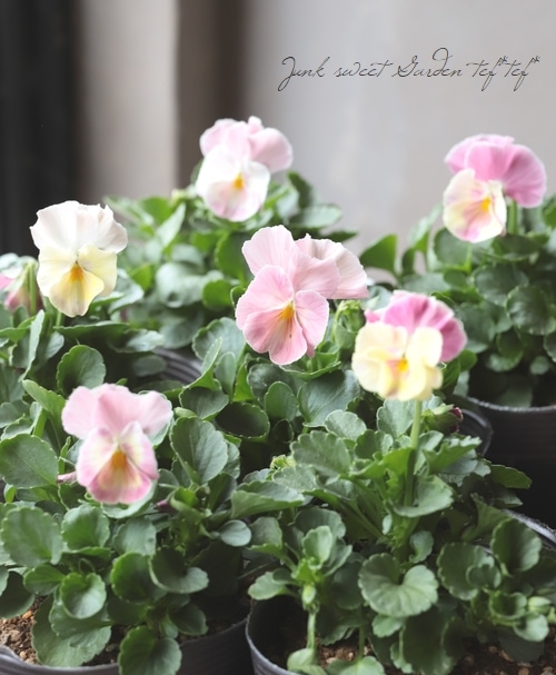 育種うえたオリジナルビオラ 『試験品種ミックス』 No.98 | すべての