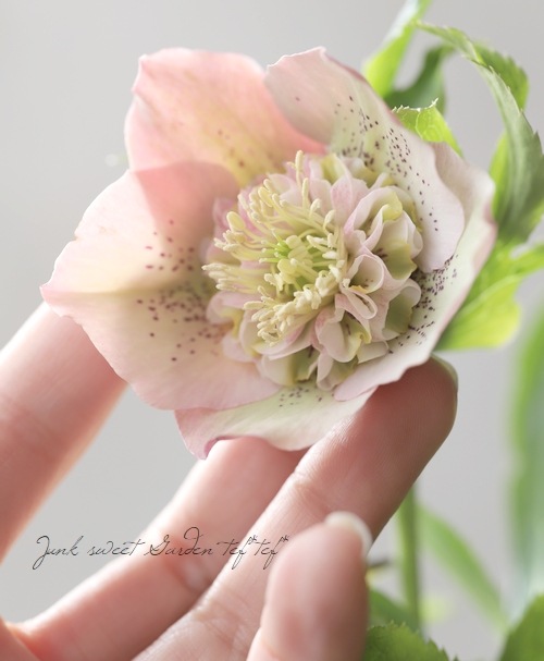 クリスマスローズ　BODY DRESSING DX ミンクスヌード クリスマスローズ展｜イベント情報｜草津市立 水生植物公園みずの森