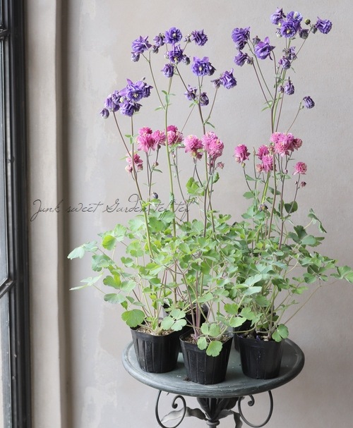 西洋オダマキ2苗 739-NOD009.jpg?1