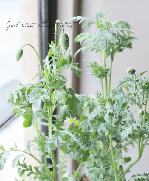 レア ポピー パンドラ すべての商品 Junk Sweet Garden Tef Tef レア ポピー パンドラ すべての商品 Junk Sweet Garden Tef Tef