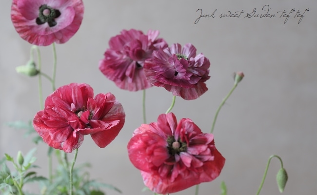 レア ポピー パンドラ すべての商品 Junk Sweet Garden Tef Tef レア ポピー パンドラ すべての商品 Junk Sweet Garden Tef Tef