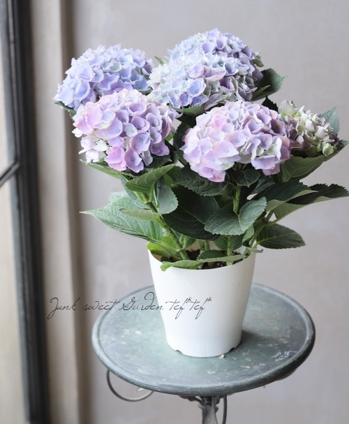 秋色紫陽花品種 『西安 -シーアン-』 レインボー | すべての商品