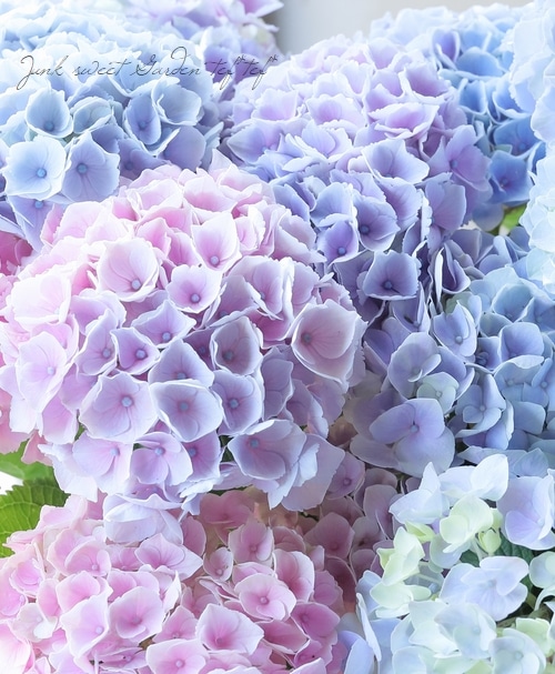 秋色紫陽花品種 『西安 -シーアン-』 レインボー | すべての商品