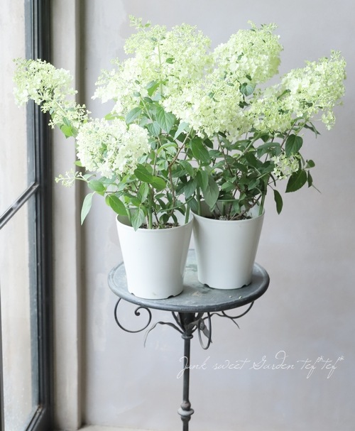 【花苗】②ガーデンあじさい　ホワイトライト　ピラミッドアジサイ　ノリウツギ 花苗】②ガーデンあじさい ホワイトライト ピラミッドアジサイ