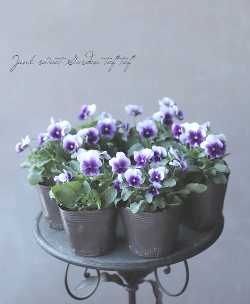 �����إѥ󥸡����ʥ���� �إӡ����󥤥�ա�