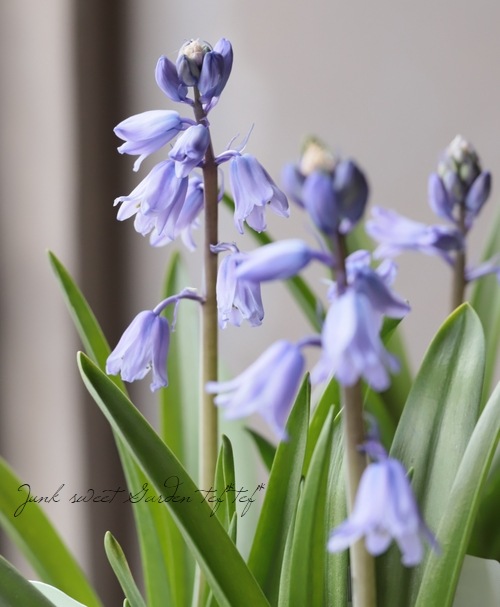 □【球根植物】 ヒアシンソイデス 『エクセルシア』 シラー