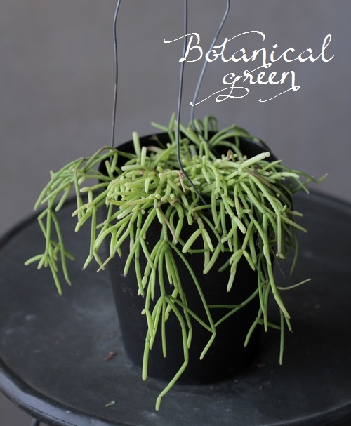 リプサリス 『カスッサ』 葦サボテン ライム色の強い個体 | すべての