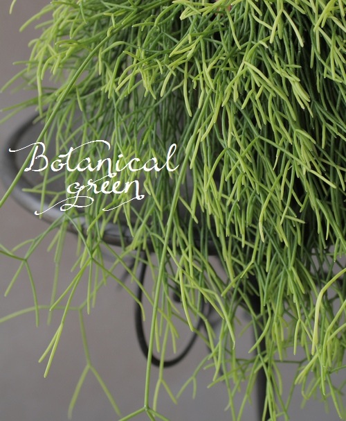 リプサリス カスッサ 苗 多肉植物 花卉園芸 山野草 グリーン