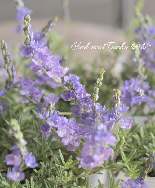 ���꡼�ԥ󥰥٥��˥����إߥ����ۥ�ȡ��֥롼��