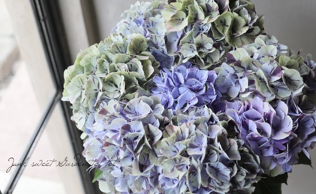 アンティーク紫陽花 旭の舞姫 秋色パープル すべての商品 Junk Sweet Garden Tef Tef アンティーク紫陽花 旭の舞姫 秋色パープル すべての商品 Junk Sweet Garden Tef Tef