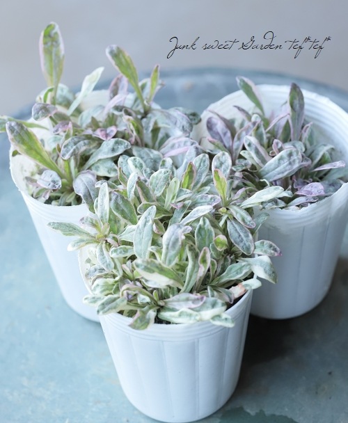 �����奬���إԡ������åס�