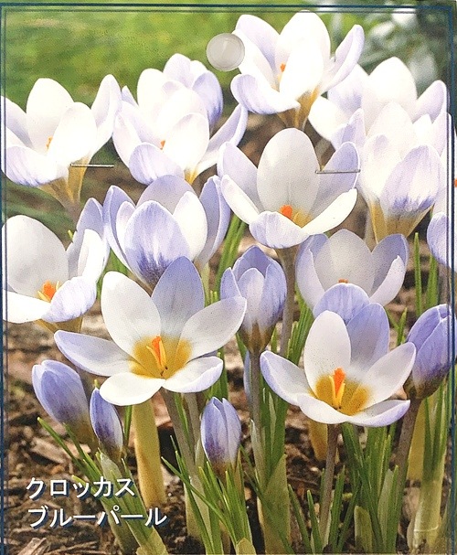�������ߺ� �ڵ庬�� ��餭�����å������إ֥롼�ѡ���� �庬4��
