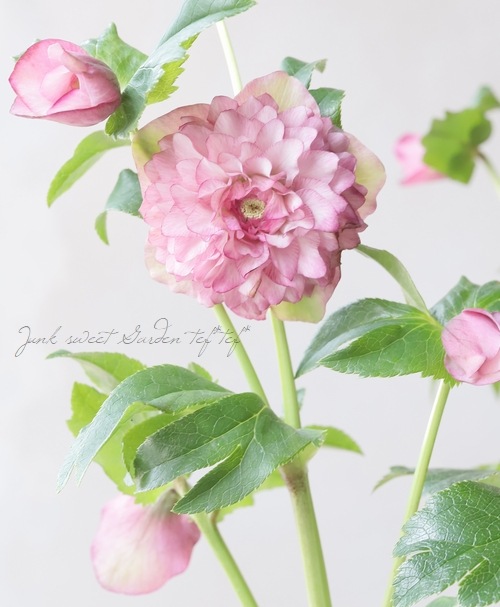 クリスマスローズ 『川久保交配・多弁系』 【No.J】 | すべての商品