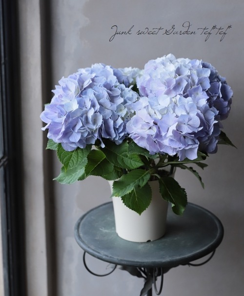 紫陽花 『ピンクビューティー』 | Flower Species,アジサイ | | Junk