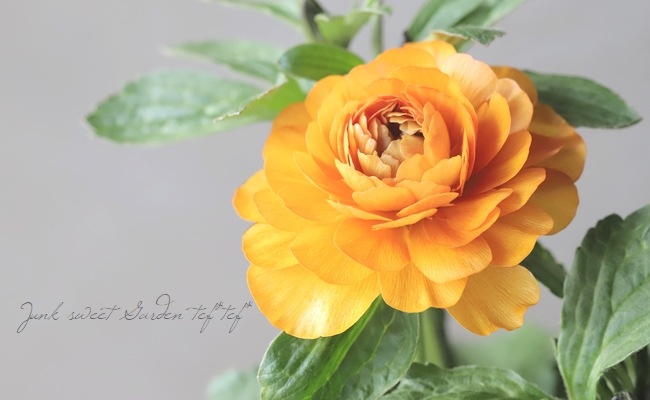 ラナンキュラスラックス アルテミス1 変わり咲き 星咲き オレンジの