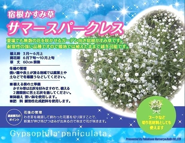 ɺ𡡡إޡѡ쥹 Ƥ餯