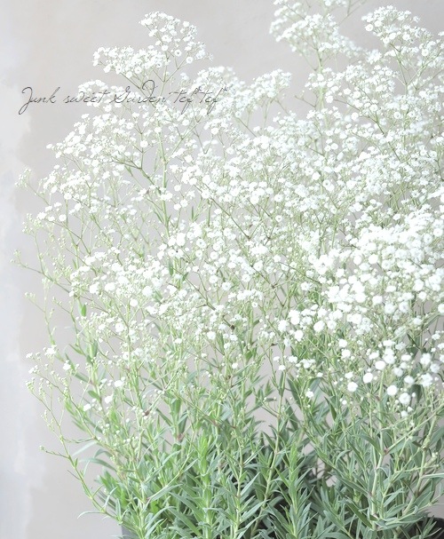 ɺ𡡡إޡѡ쥹 Ƥ餯